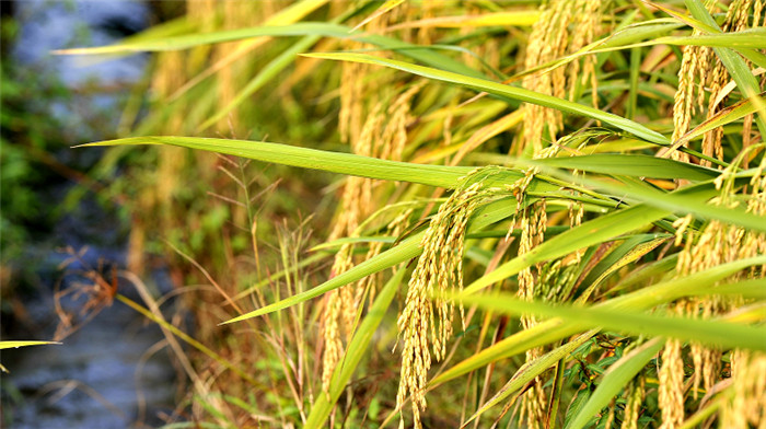 金秋九月 让温暖的黄色来迎接