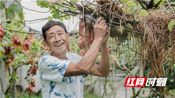 菖蒲塘村的猕猴桃熟了 漫山遍野都是笑容