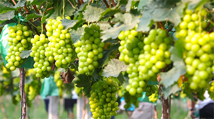 湖南澧县“网红葡萄”熟了 颜值超高（图）