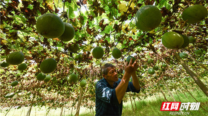 小康路上丨青藤挂满瓜蒌果，丰收在望！
