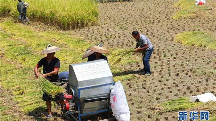 湖南热火朝天忙收获
